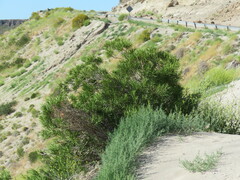 Colliguaja integerrima