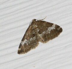 Perizoma alchemillata