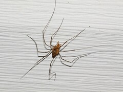Phalangioidea