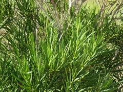 Colliguaja integerrima