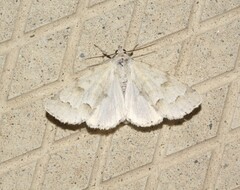 Acronicta innotata