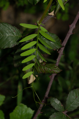 Vicia lutea