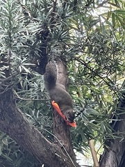 Sciurus carolinensis