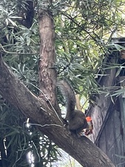 Sciurus carolinensis