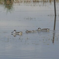 Malacorhynchus membranaceus
