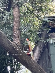 Sciurus carolinensis