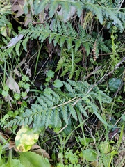 Asplenium billotii