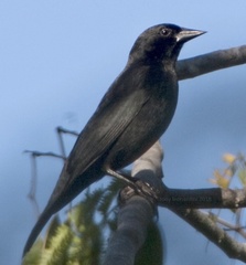 Ptiloxena atroviolacea