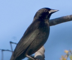 Ptiloxena atroviolacea