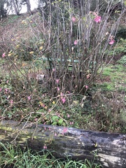Ribes sanguineum