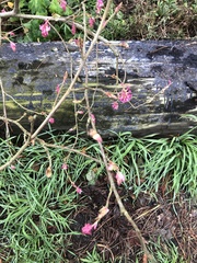 Ribes sanguineum