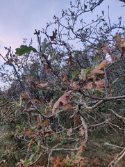 Quercus pyrenaica