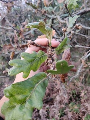 Quercus pyrenaica