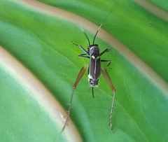 Phylloscyrtus amoenus
