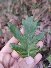Quercus pyrenaica