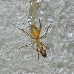 Camponotus festinatus