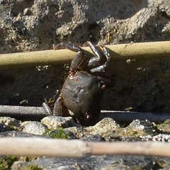Pachygrapsus