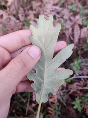 Quercus pyrenaica