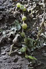 Bulbophyllum pygmaeum