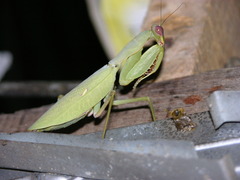 Sphodromantis