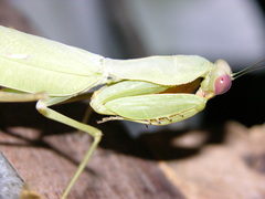 Sphodromantis
