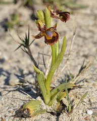 Ophrys speculum