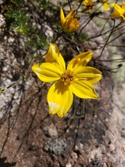 Bidens andicola