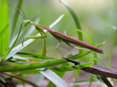 Paramantis