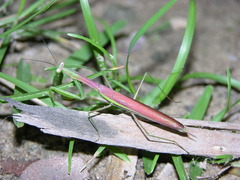 Paramantis