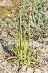 Anacamptis coriophora