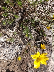 Bidens andicola