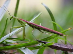 Paramantis