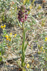 Anacamptis coriophora