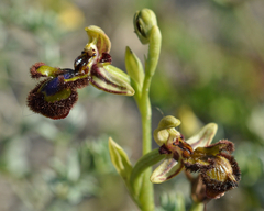 Ophrys speculum