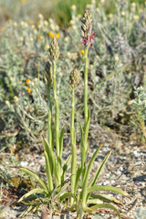 Anacamptis coriophora