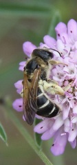 Halictus