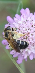 Halictus