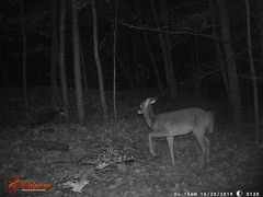 Odocoileus virginianus