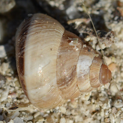 Cochlicella