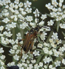 Stenopterus ater
