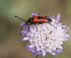 Stictoleptura cordigera