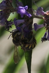 Anthidium