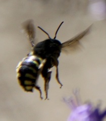 Anthidium