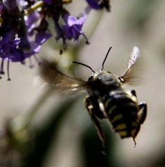 Anthidium