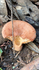 Lactarius xanthogalactus