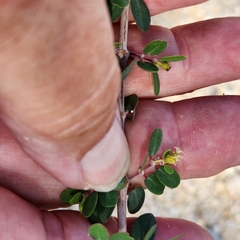 Euphorbia magdalenae