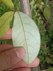 Beilschmiedia tarairi