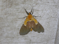 Asota speciosa