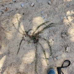 Euphorbia magdalenae