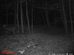 Odocoileus virginianus